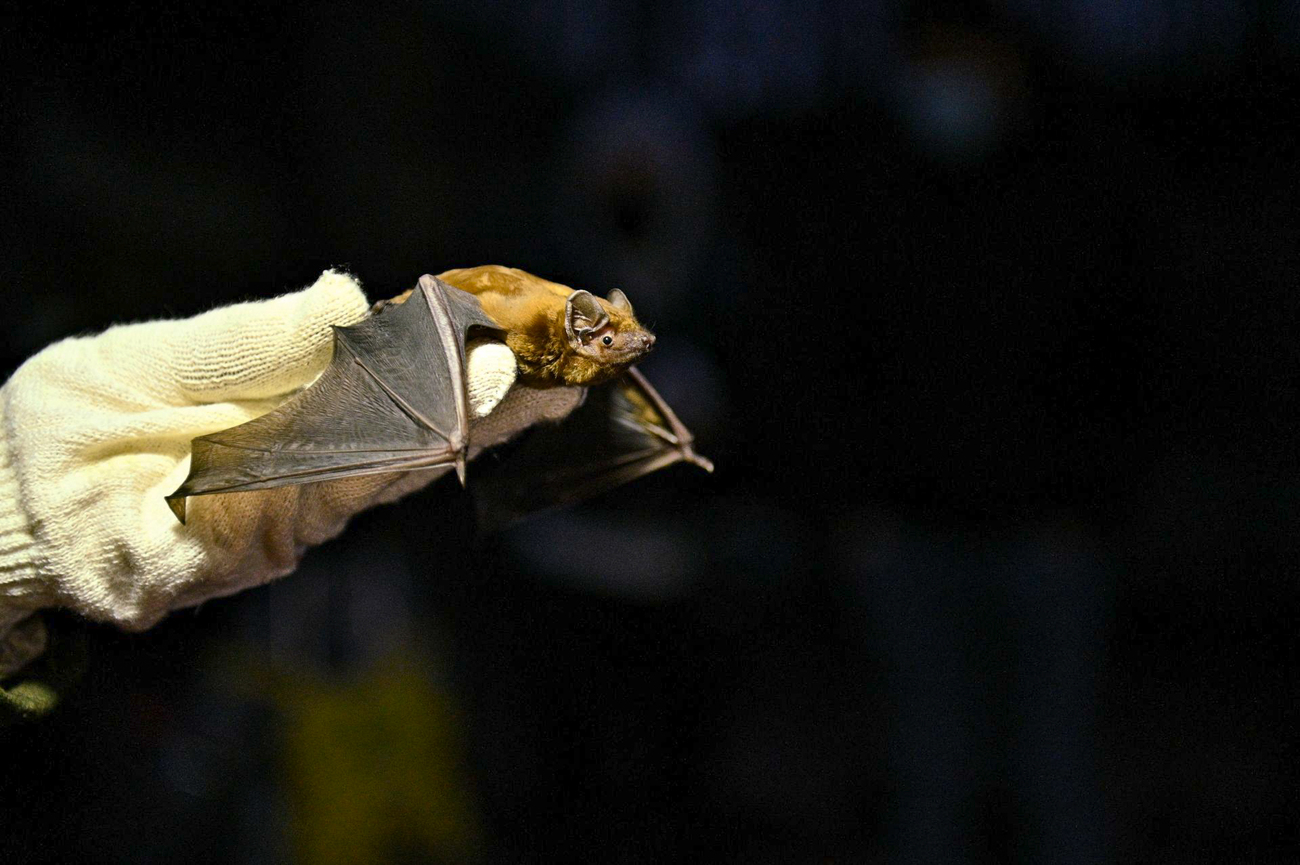 A bat is held by a gloved hand at the Ukrainian Independent Ecology Institute.