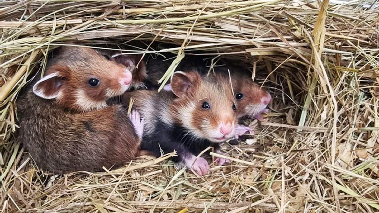 Critically endangered wild hamsters, in lightweight cages provided by IFAW, in the science-based program at the Breeding and Reintroduction Centre for Protected Species at Kyiv Zoo in Ukraine supported by UNCG.